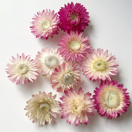 シェア 花材 ☆ ヘリクリサム 開花 ピンクグラデーションmix その他  