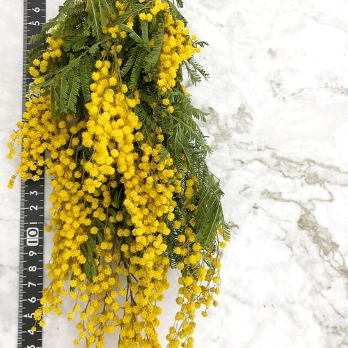 シェア花材☆ドライ ミモザアカシア スワッグ風 30cm その他素材
