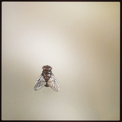 ハエバッジ 1枚目の画像