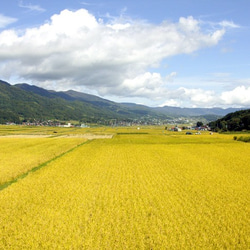 ポスト投函【送料無料】コシヒカリ600g(白米)・野沢菜油炒め(150g)セット 7枚目の画像