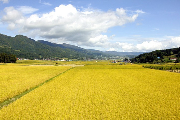 ポスト投函【送料無料】コシヒカリ600g(白米)・野沢菜油炒め(150g)セット 7枚目の画像