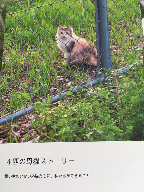 4匹の母猫のストーリー 1枚目の画像