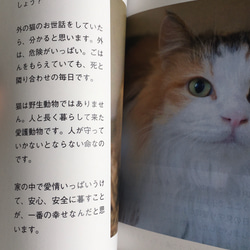 4匹の母猫のストーリー 3枚目の画像