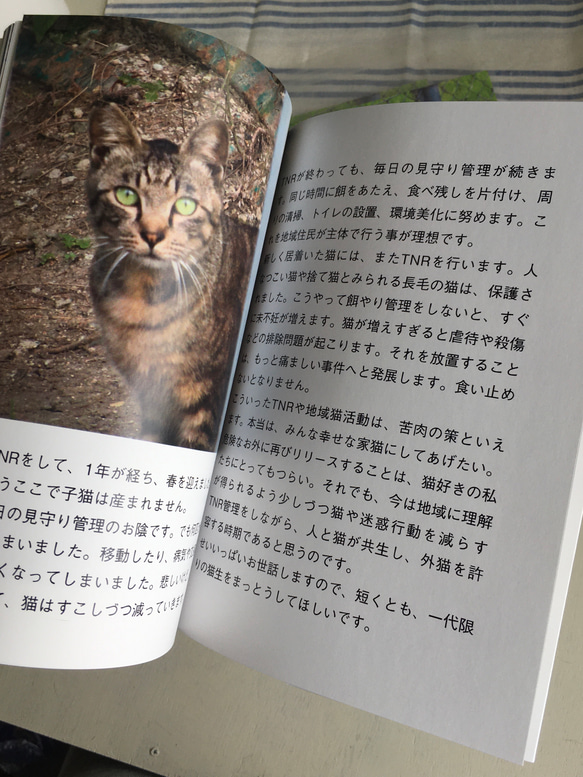 4匹の母猫のストーリー 4枚目の画像