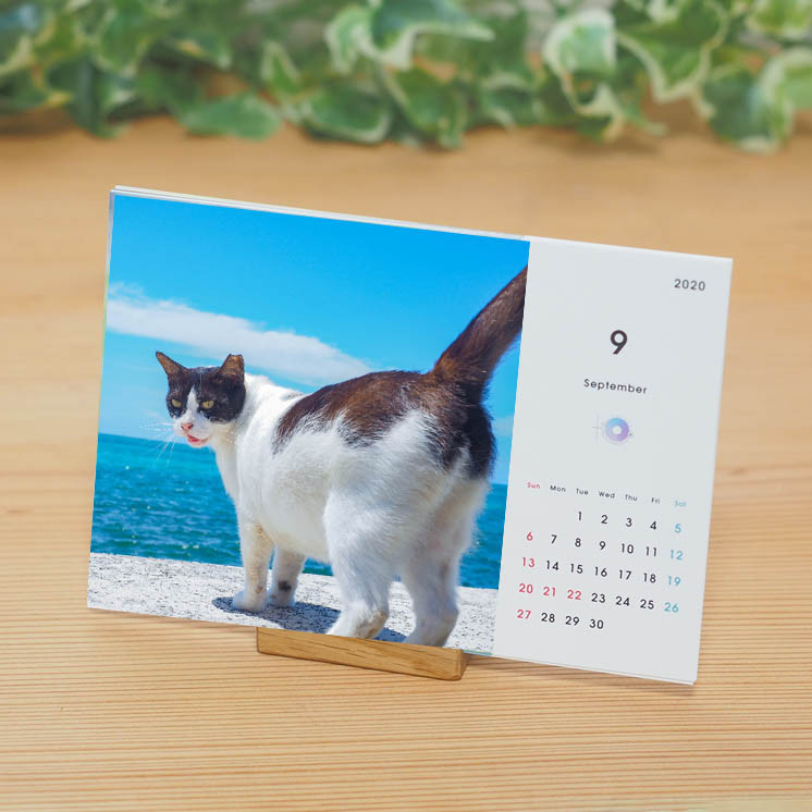 【新品】名前はまだない。 猫 2025 卓上カレンダー直筆サイン入チェキ 7168bBuaBQL._UF894,1000_QL80_.jpg