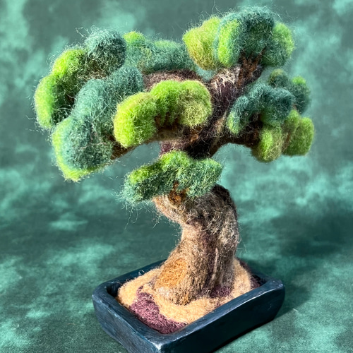 松盆栽 四角鉢 楽天市場】盆栽 松 五葉松 和の庭 いぶし正角鉢 和の庭園風 松盆栽