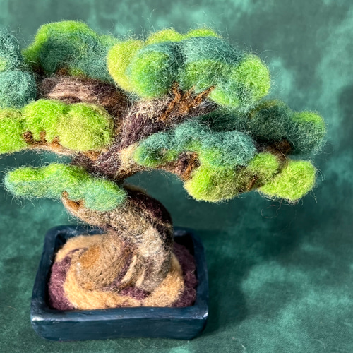 松盆栽 四角鉢 松盆栽 四角鉢