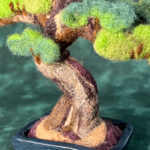 松盆栽 四角鉢 松盆栽 四角鉢