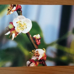 花の写真〜梅の花〜 1枚目の画像