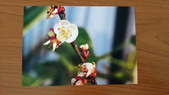 花の写真〜梅の花〜 1枚目の画像