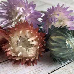 花材 ミニシルバーデイジー  カラフルアソート ハーバリウム 4枚目の画像