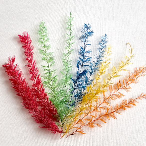 海花セール❣️ 琉球*海のたね カラフルエアファーン ラグーン 【公式