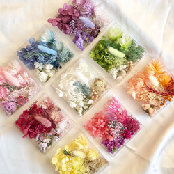 ④厳選花材パレット シルバーデイジー  紫陽花 かすみ草 花材セット 5枚目の画像