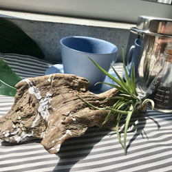 専用 ソウルさんご相談ページ 流木 0_eb66ea9f8d848dc854dfab48b96b