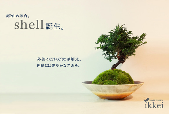 shell 1枚目の画像