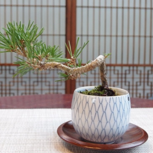 湯呑み盆栽 松 一輪挿し・花瓶・花器 moss green ikkei 通販 1530797