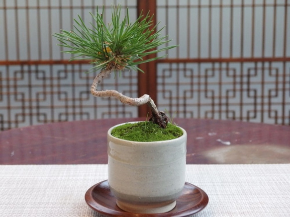 湯呑み盆栽 松 一輪挿し・花瓶・花器 moss green ikkei 通販 1530822