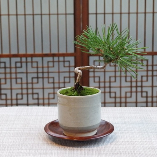湯呑み盆栽 松 一輪挿し・花瓶・花器 moss green ikkei 通販 1530822