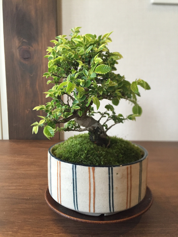 一友　盆栽鉢　植木鉢　盆栽 産地直送 白鳥花 Mサイズ 鉢色 藍（受け皿セット）／山形 石木花
