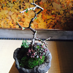 長寿梅とコケモモ 手作り鉢 盆栽 1枚目の画像