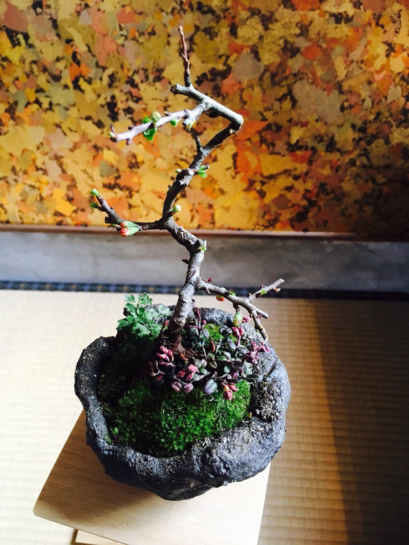 長寿梅とコケモモ 手作り鉢 盆栽 1枚目の画像