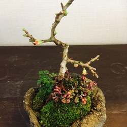 長寿梅とコケモモ 手作り鉢 盆栽 2枚目の画像