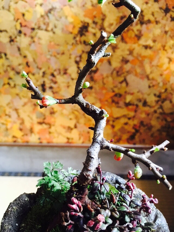 長寿梅とコケモモ 手作り鉢 盆栽 3枚目の画像