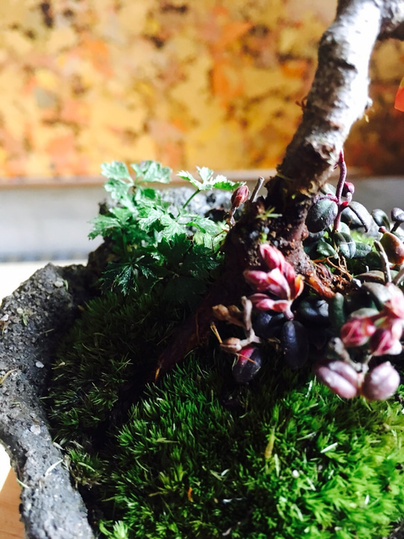 長寿梅とコケモモ 手作り鉢 盆栽 4枚目の画像