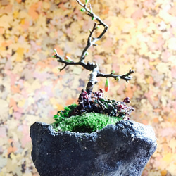 長寿梅とコケモモ 手作り鉢 盆栽 5枚目の画像