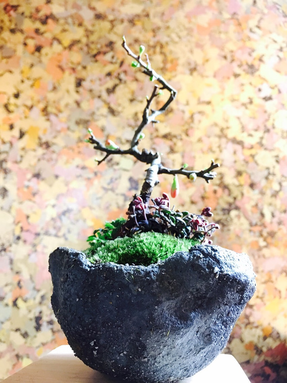 長寿梅とコケモモ 手作り鉢 盆栽 5枚目の画像