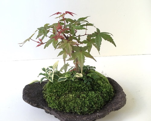 紅葉 鞍馬石風 鉢 その他インテリア雑貨 moss green ikkei 通販