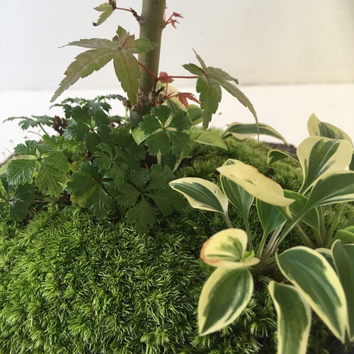 No.55 もみじ　苔　京鞍馬風平石 紅葉 鞍馬石風 鉢 その他インテリア雑貨 moss green ikkei 通販