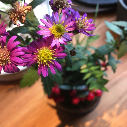 山椒の寄せ植え 一輪挿し・花瓶・花器 moss green ikkei 通販