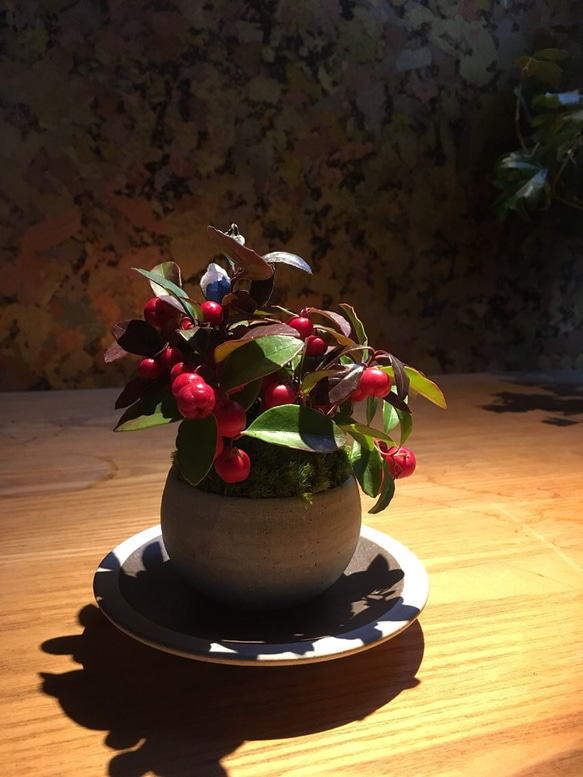 チェッカーベリー  冬の盆栽 3枚目の画像
