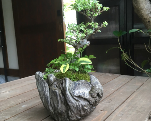ニレケヤキ　変わり木 班入り 楡欅（ニレケヤキ） 石付 / 盆栽、多肉植物、塊根植物、観葉