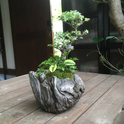 ケヤキ　寄せ植え　盆栽 ケヤキ 寄せ植え : 盆栽ショップ わびさび Yahoo!店 - 通販 - Yahoo 盆栽