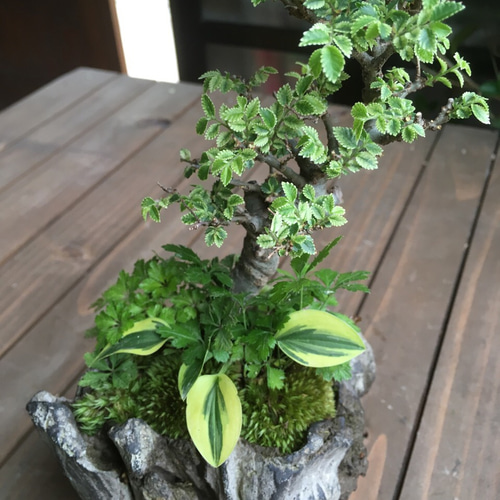 ニレケヤキ寄せ植え盆栽 その他インテリア雑貨 moss green ikkei 通販