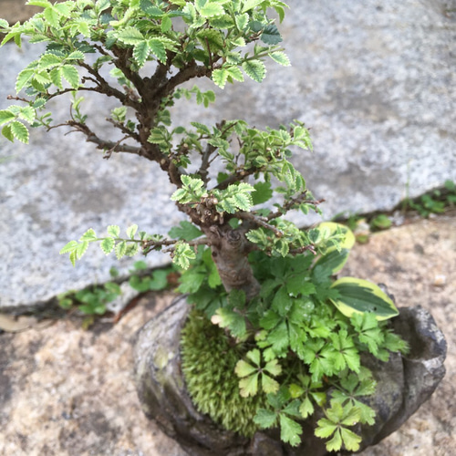 ニレケヤキ寄せ植え盆栽 その他インテリア雑貨 moss green ikkei ニレケヤキ寄せ植え盆栽 その他インテリア雑貨 moss green ikkei