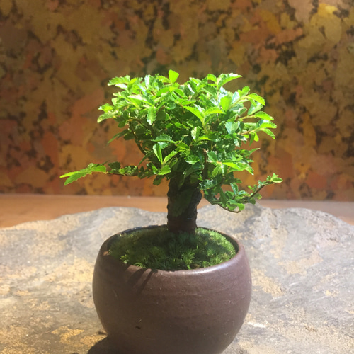 ニレケヤキ盆栽 その他インテリア雑貨 moss green ikkei 通販 6085798