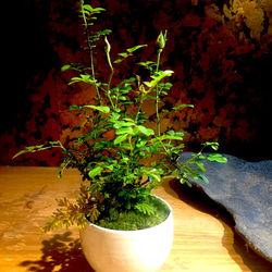 ミニバラの盆栽 2枚目の画像