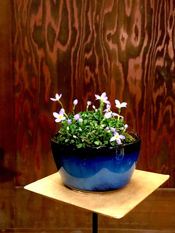 ヒンナ ヒナソウの盆栽 ムラサキ その他インテリア雑貨 moss green ikkei 通販