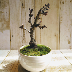 【中品　創作ソナレ盆栽】 　　　⭕タクボマサヒロ❗ 中品 創作ソナレ盆栽】 ⭕タクボマサヒロ❗ Nagamine Toru@盆栽ぼっさ