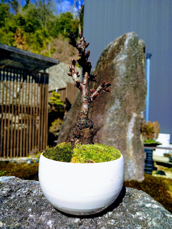 旭山桜 の手のひら盆栽  白い器 　卓上お花見 2枚目の画像