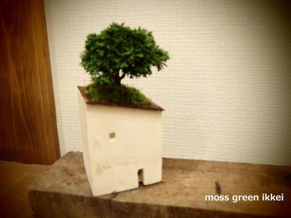 moss house  津山ヒノキ 3枚目の画像