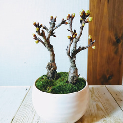 旭山桜 盆栽  白い器 2本立ち　卓上お花見 2枚目の画像