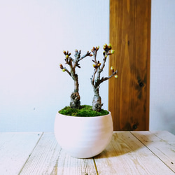 旭山桜 盆栽  白い器 2本立ち　卓上お花見 3枚目の画像