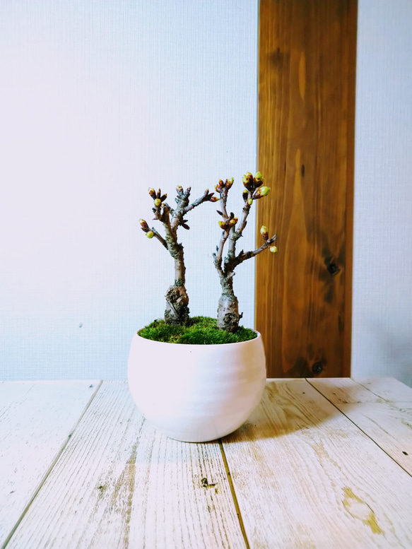 旭山桜 盆栽  白い器 2本立ち　卓上お花見 3枚目の画像