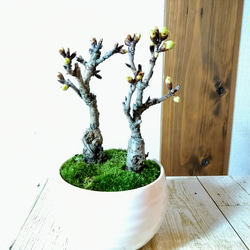 旭山桜 盆栽  白い器 2本立ち　卓上お花見 4枚目の画像