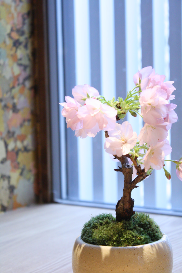 旭山桜 盆栽  白い器 2本立ち　卓上お花見 5枚目の画像