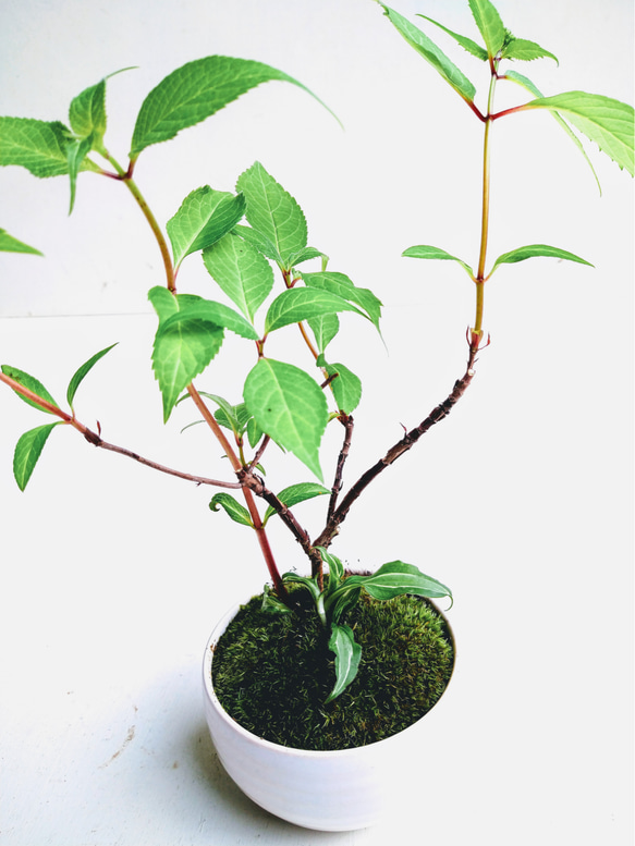 ヤマアジサイの盆栽　+姫ギボウシ 2枚目の画像